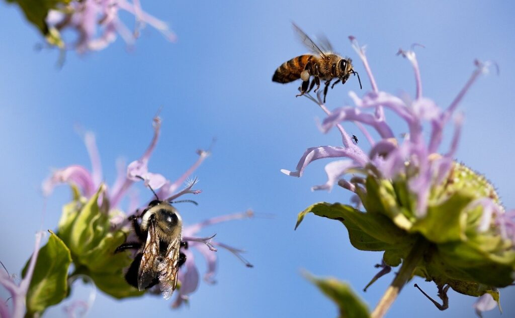 pszczoły lądujące na kwiatach